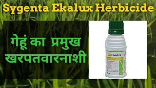 Sygenta Ekalux (Quinalphose 25% EC)Full Review,Dose\u0026Information|Best Herbicides for wheat