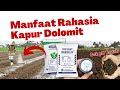 MANFAAT KAPUR DOLOMIT PADA TANAMAN PERTANIAN DAN CARA MENGGUNAKANNYA #pertanian