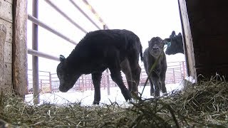 Whitehall rancher welcomes rare triplet calves