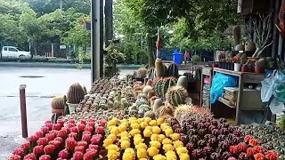 เดินตลาดไม้ดอกไม้ประดับ ตลาดนัดต้นไม้ กระบองเพชร Cactusไม้มงคลในกระถาง ตลาดนัดกรุงธน สนามหลวง2