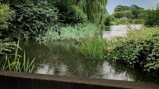 Raindrops on the Glastonbury Abbey Pond | Relaxing Rain Sounds on Water | Sleeping & Stress Relief