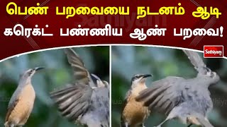 பெண் பறவையை நடனம் ஆடி கரெக்ட் பண்ணிய ஆண் பறவை!! | Sathiyam Tv