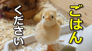 小さなお口で何たべる？ひよこのごはん【鶏飼育】#3