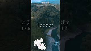 『大分プチ観光』こうもりが翼を広げているように見える！？蝙蝠の滝| addA LLC【大分/映像制作・動画制作】　#shorts