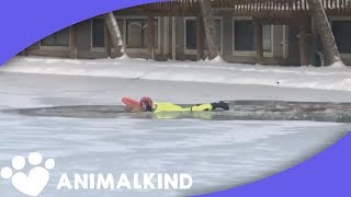 Golden retriever falls into icy pond