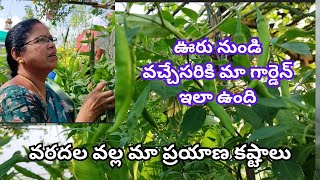 ఊరు నుండి వచ్చేసరికి మా గార్డెన్ ఇలా ఉంది, మా ప్రయాణ కష్టాలు #@AadiLakshmiTerraceGarden #harvest