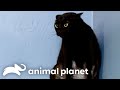 The Savage Cat That Stumped Jackson Galaxy | My Cat From Hell | Animal Planet