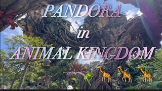 🏰WDW 4K Walking 【Pandora】The World of Avatar Aug 2024 Animal Kingdom パンドラ - ザ・ワールド・オブ・アバター