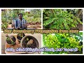 Star Gooseberry Propagation from stem చిన్న ఉసిరి కొమ్మనుంచి మొక్క ఎలా పెంచాలి