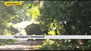 വൈദ്യുതി ബോർഡ് വാഹനം തടഞ്ഞ് കാട്ടാനകൾ | Wild Elephant | Gavi | Pathanamthitta | Mathrubhumi News