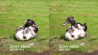 Sony A6000 - AVCHD Vs MP4 Video Comparison