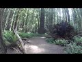 A Short Hike in the Founders Grove in the Humboldt Redwood State Park