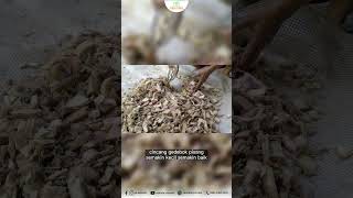 Fermentasi Gedebog Pisang untuk Pakan Ternak #shorts #fermentasipakan #peternakan