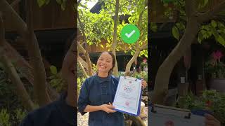 Thượng phẩm trà dành cho các nguyên thủ quốc gia và gửi tận tay anh chị|Ôlala