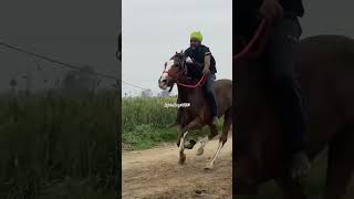 #trending#viral#race#reels#shortvideo#youtubeshorts#subscribe#horse#horseracing#horses#shorts#short