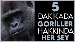 5 Dakikada Goriller Hakkında Her Şey