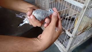 Jual Jeplak Jebak Perkutut Alat Untuk Menangkap Burung Perkutut