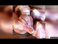 garlic hard neck russian red – seeds review