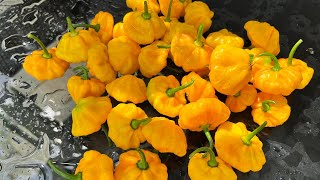 Scotch Bonnet Hot Peppers  How to Grow and Harvest the King of Peppers