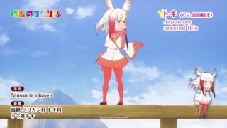 TVアニメ『けものフレンズ』ショートムービー　トキ篇