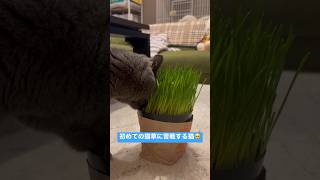 【#shorts】初めての猫草に苦戦する猫　#ブリティッシュショートヘア #猫 #cats #britishshorthair