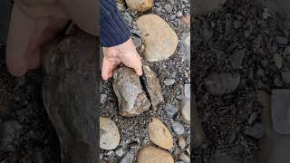 Great split on the pleuroceras #ammonite #fossil #whitby fossilhunter