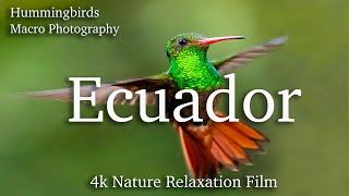 Ecuador 4K Nature Relaxation Film with Birds & Macro Photography