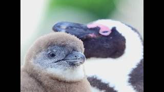 Invest in the Nest: Save Penguins From Extinction