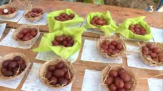 Fête de la poule de Marans