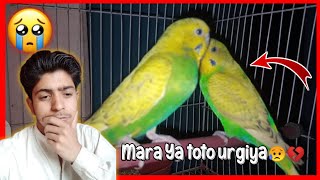 Ya Mara tota Urgiya😥💔|Hayee bhai vlogs04