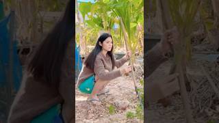 หน่อกล้วย #ตลก #ขำๆ #คลิปตลก #คลิปคลายเครียด #คลิปฮา #fun #funnyvideo