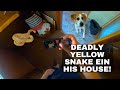 DEADLY YELLOW SNAKE INSIDE HIS HOUSE!