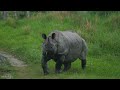 the wild kazidanga kaziranga jeep safari january kaziranga national park wildartlabs