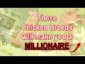 Millionaire Chicken Breeds: These Chicken Breeds will make you a millionaire