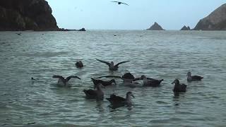 Giant Petrels eating carcass in Elsehul Bay on South Georgia