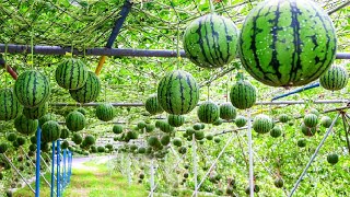 World's Most Expensive Watermelon - Japanese Black Watermelon Cultivation - Black Watermelon Farm