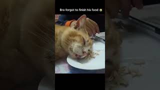 Funny animal videos I found on Instagram and Tiktok #shorts #funnyanimals #cat #funnypets #funny