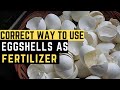 Organic Fertilizer: How to Use Eggshells as Fertilizer | The Correct Way | PH