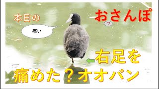 右足を痛めた？オオバン・本日のおっさんぽ