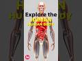 Different types of human body | 3D Learning Lab | Biology