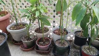 Growing your avocado tree from seed? MUST watch this video!! (从种子发芽的牛油果树值不值得种？)