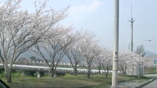 阿波市の桜並木.mpg