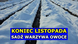 KONIEC LISTOPADA to Świetny Termin na Sadzenie Warzyw i Owoców. Co siać sadzić w Listopadzie Grudniu