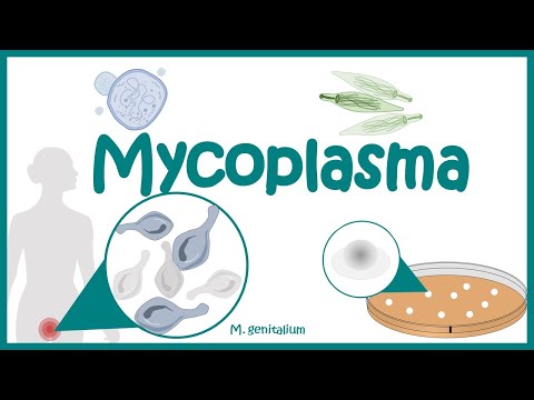 Which is smaller Pplo or mycoplasma?