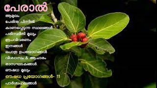 പേരാൽ | ആൽ | Banyan tree | Ficus benghalensis | Indian fig | Bengal fig | ദേശീയ വൃക്ഷം | മകം