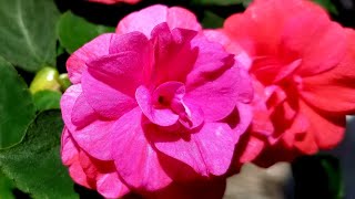 Rockapulco Double Impatiens From Proven Winners! Shade Loving Plants