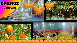 Nagpur ORANGE Factory 🍊 || NAGPUR ke mashhoor santare ||