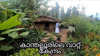 കാന്തല്ലൂരിലെ വാറ്റ് കേന്ദ്രം😎😎Kanthalloor Exploration/ Fruits Garden, Lemongrass Oil Extraction