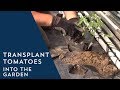 How to Transplant Tomatoes in the Garden