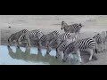 zebra drinking water wildlife